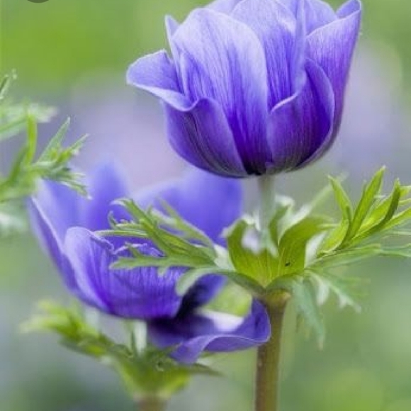 CHICO'S blouse - L - Picture 7 of 7